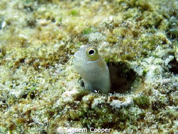 Bluebelly blenny by Cigdem Cooper 